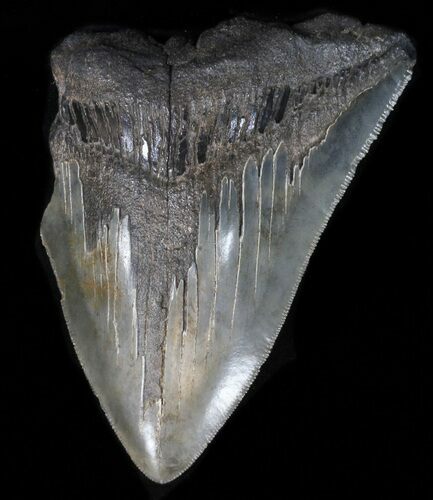 Partial, Serrated Megalodon Tooth - South Carolina #39259
